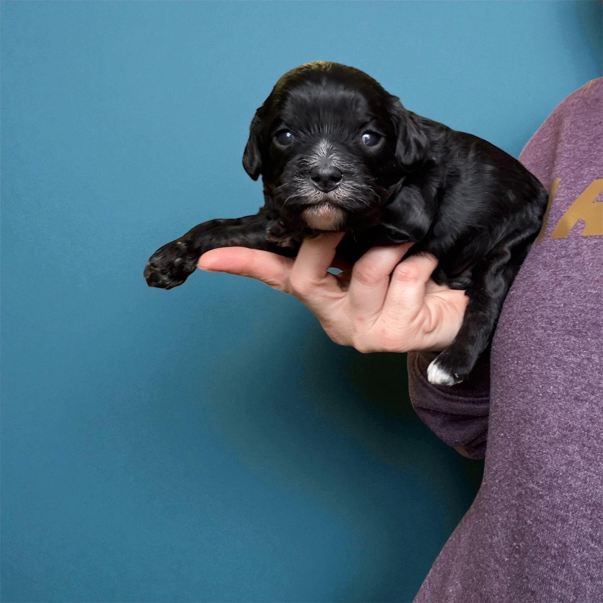 Black and white Cavapoo boy for sale 