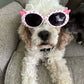 White and brown Cockapoo wearing sunglasses