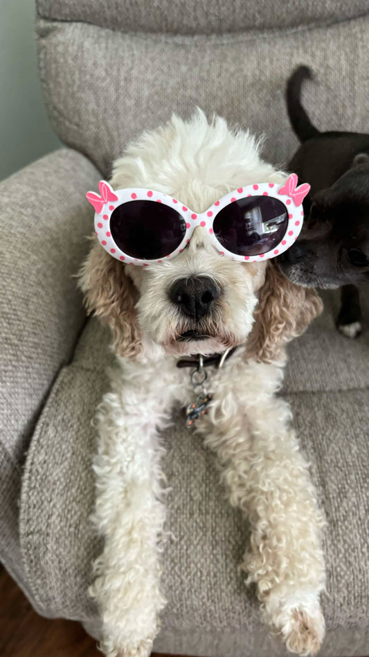 White and brown Cockapoo wearing sunglasses