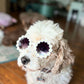 Cockapoo with sunglasses 