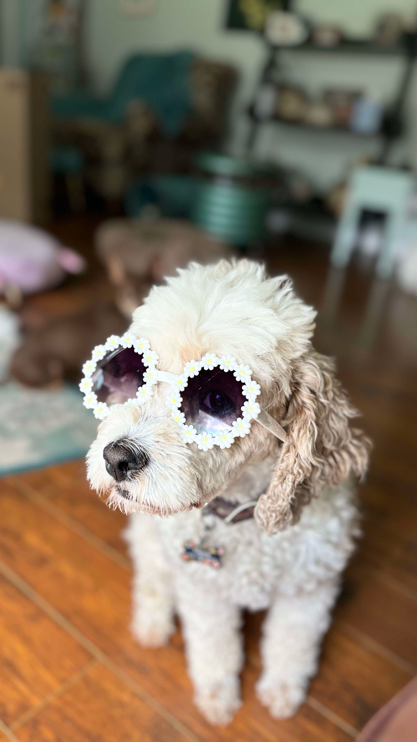 Cockapoo with sunglasses 