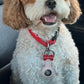 4 year old brown white Cavapoo 