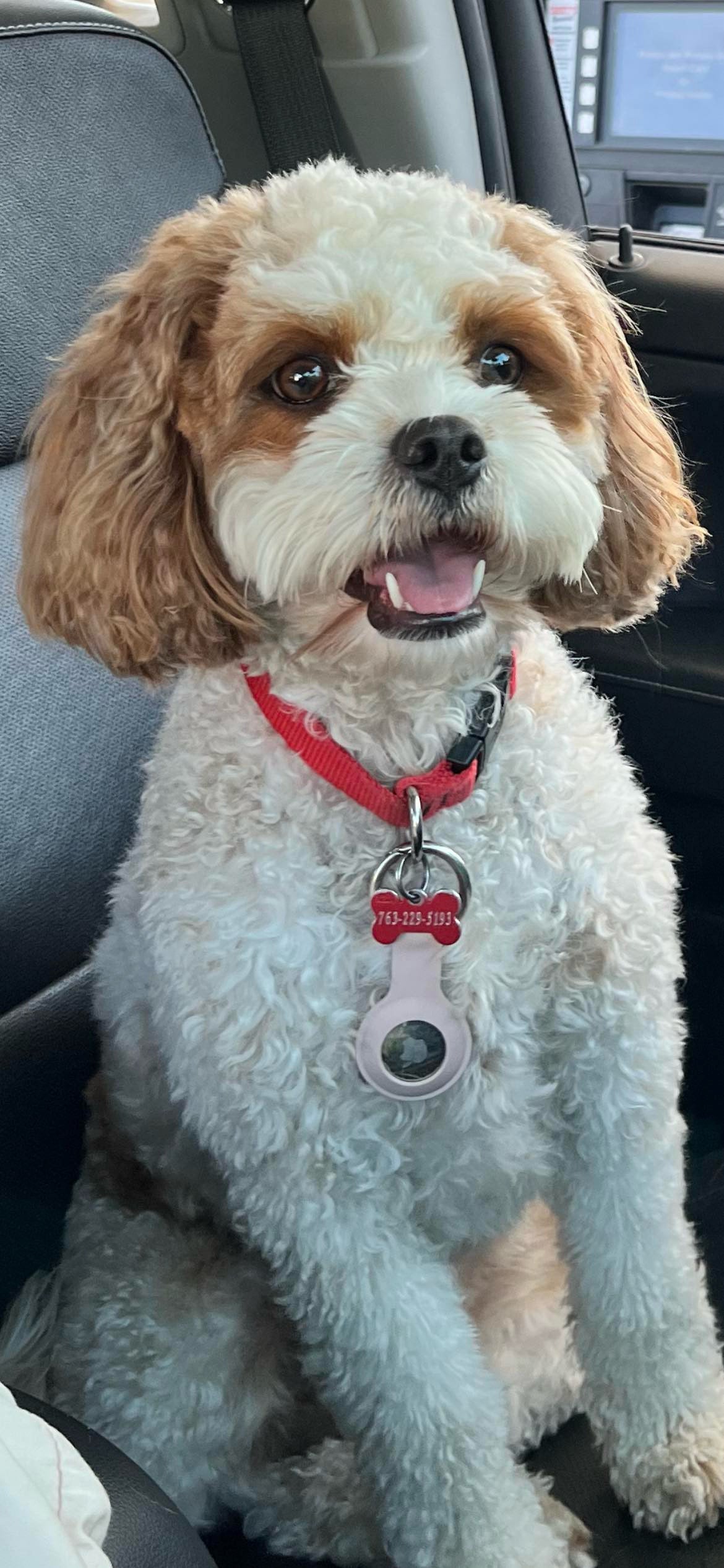 4 year old brown white Cavapoo 