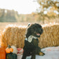 Twilight black Cockapoo 2nd birthday 