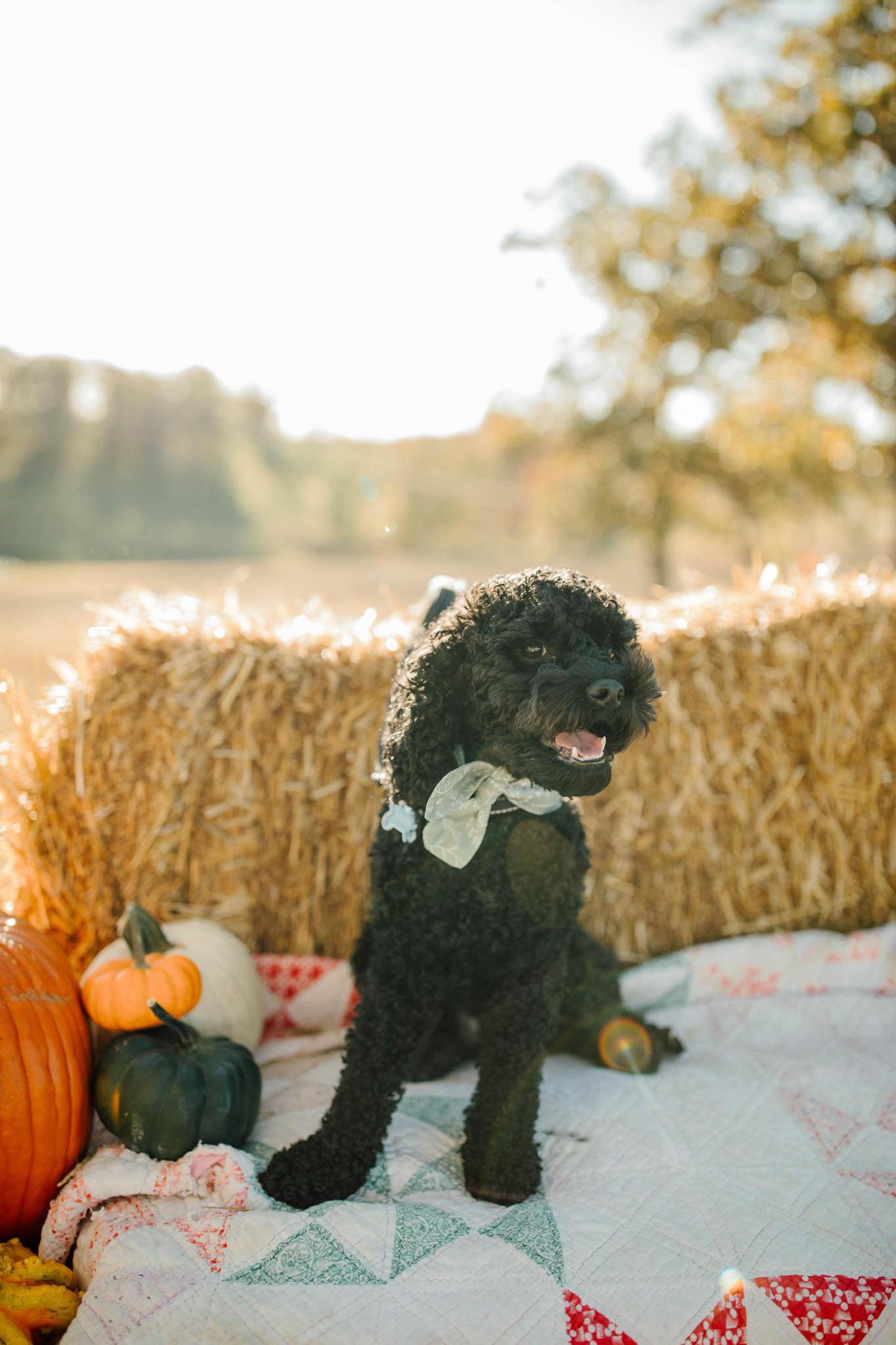 Twilight black Cockapoo 2nd birthday 