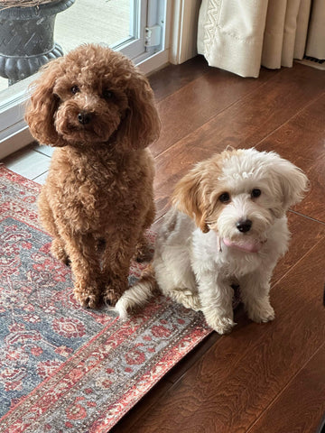 ellie the poodle and daisy the cavapoo