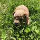 Group of red Maltipoo puppies for sale running outdoors
