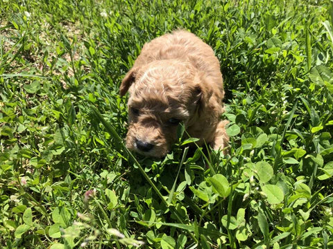 Group of red Maltipoo puppies for sale running outdoors
