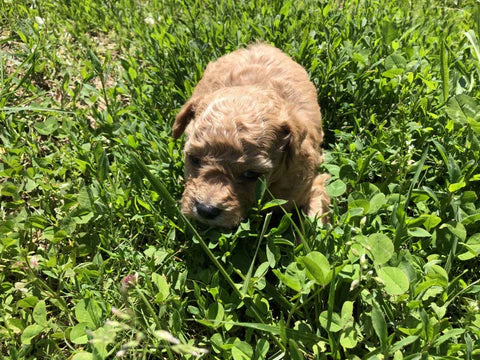 Maltipoo Litter Pictures From Izzie & Ollie May 2019