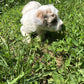 White Maltipoo puppies for sale playing in the grass
