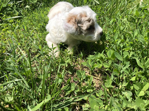 White Maltipoo puppies for sale playing in the grass
