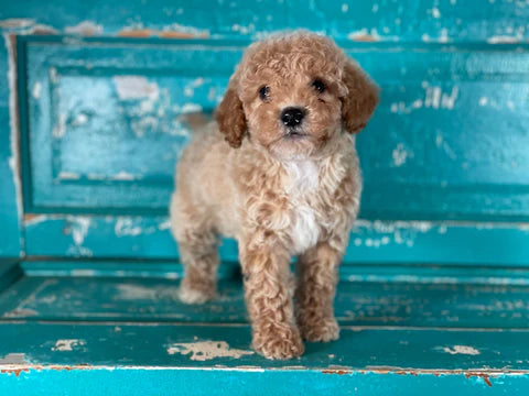 “Otto” Maltipoo In New Home!