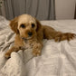 cavapoo puppy laying on bed