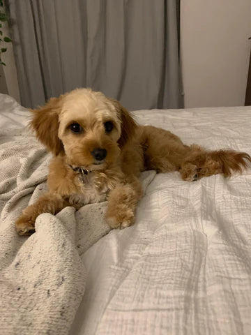 cavapoo puppy laying on bed