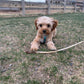 cavapoo puppy breeder