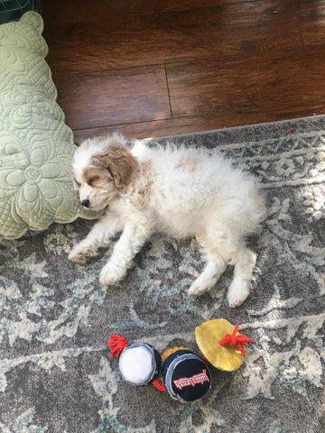 “Poppy” the Cockapoo