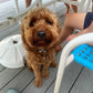 “Augie” The Cavapoo Updated Pictures