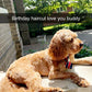 “Augie” The Cavapoo Updated Pictures