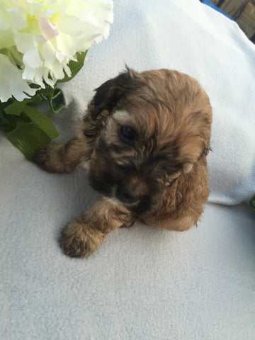 Close-up of a Cockapoo’s sable brown and black coat
