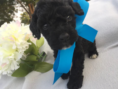 black cockapoo with blue bow