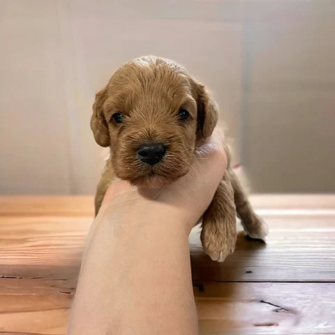 Spring 2023 Cockapoo Puppies