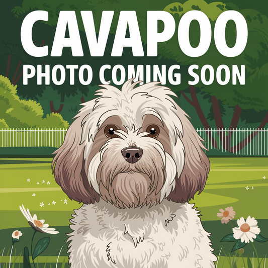 Girl 2 (Cavapoo)