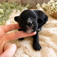 black cavapoo boy puppy with white markings born may 2026