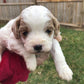 Cavapoo Litter