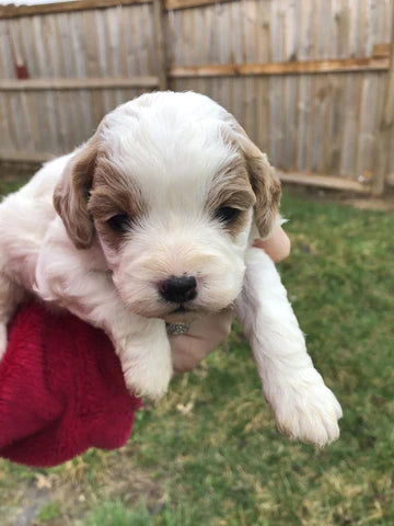 Cavapoo Litter