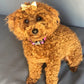 Mini red poodle puppy for sale sitting in a cozy bed
