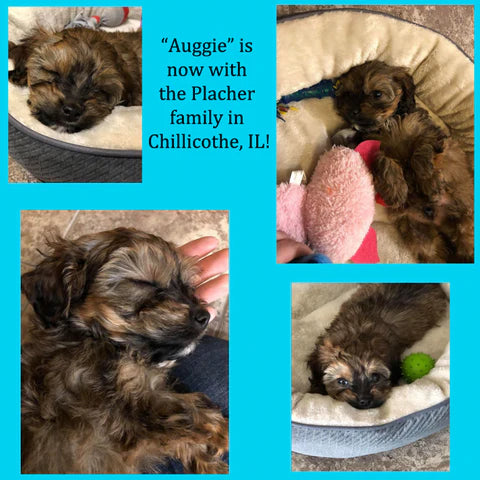 “Auggie” Now In Illinois! the cockapoo