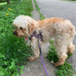 "Abbie" Poodle In New Home