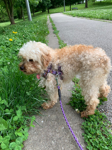 "Abbie" Poodle In New Home