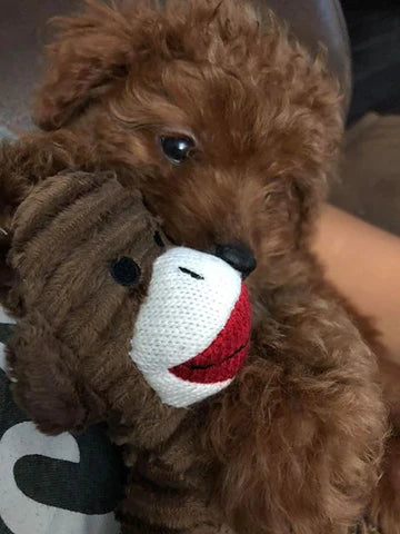red miniature poodle puppy