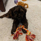 “Skippy” Cockapoo Now In Columbia, Mo!