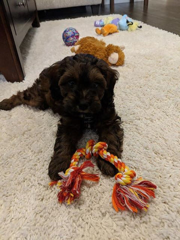 “Skippy” Cockapoo Now In Columbia, Mo!