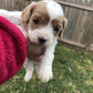 Cavapoo Litter