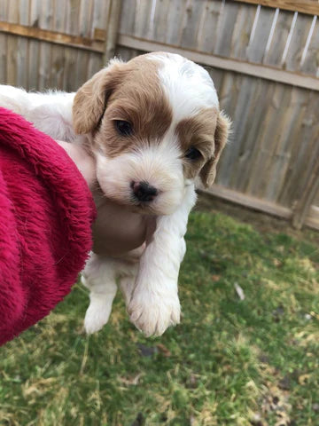 Cavapoo Litter