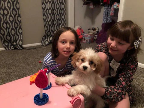 Bentley The Cavapoo Having A Tea Party