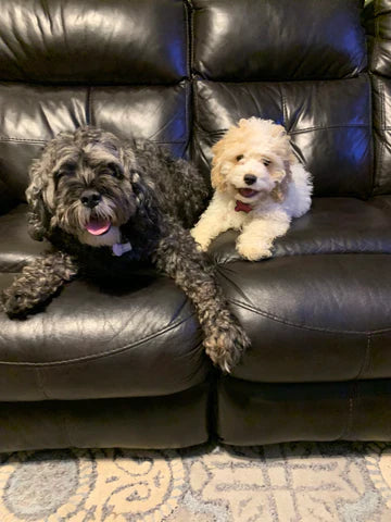 Bailey The Cockapoo (4 Months) In New Home