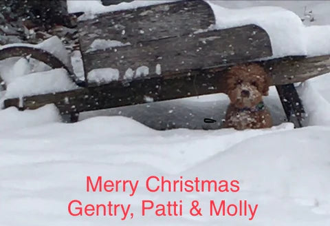 “Molly” With Her New Family In Wentzville red poodle miniature