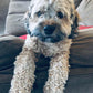 “Auggie” Now In Illinois! the cockapoo