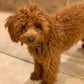 Close-up of Lolli, the red mini poodle’s beautiful coat
