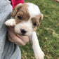 Cavapoo Litter