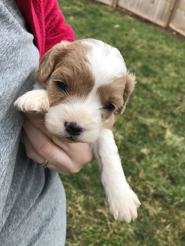 Cavapoo Litter