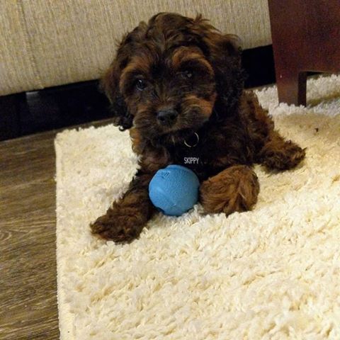 “Skippy” Cockapoo Now In Columbia, Mo!