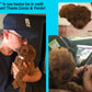 "Liv" In Her New Home! red miniature poodle