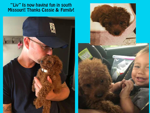 "Liv" In Her New Home! red miniature poodle