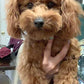 "Liv" In Her New Home! red poodle