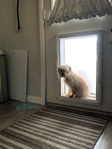 "Abbie" Poodle In New Home